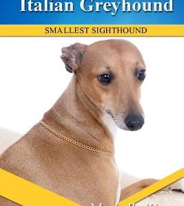 Italian Greyhound