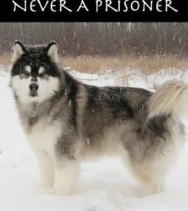 The Alaskan Malamute: Never A Prisoner