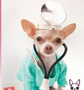 Caring for Chihuahuas Made Easy: Breed Information, Health Care and Nutrition