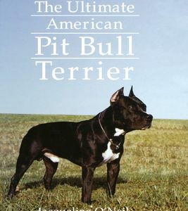 The Ultimate American Pit Bull Terrier