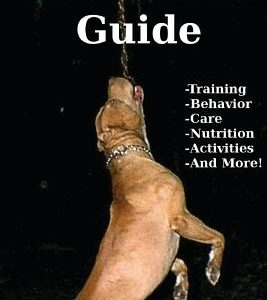 The Pitbull Guide: Learn Training, Behavior, Nutrition, Care and Fun Activities