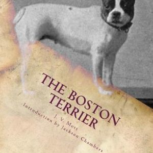The Boston Terrier