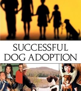 Successful Dog Adoption