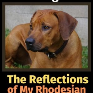 The Reflections of My Rhodesian Ridgeback: A Coloring Book