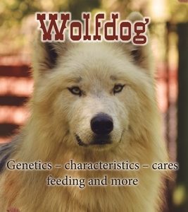 The Wolfdog: Genetics - characteristics - cares - feeding and more