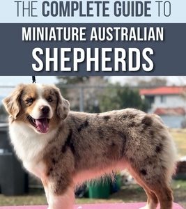 The Complete Guide to Miniature Australian Shepherds: Finding, Caring For, Training, Feeding, Socializing, and Loving Your New Mini Aussie Puppy