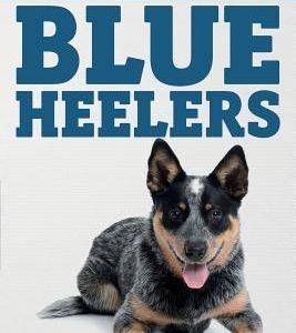 The Complete Guide to Blue Heelers - aka The Australian Cattle Dog. Learn About Breeders, Finding a Puppy, Training, Socialization, Nutrition, Groomin