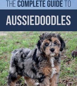 The Complete Guide to Aussiedoodles: Finding, Caring For, Training, Feeding, Socializing, and Loving Your New Aussidoodle