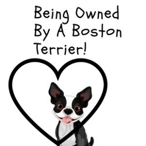 Love is...Being Owned By A Boston Terrier