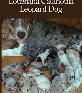 Breeding the Best Louisiana Catahoula Leopard Dog