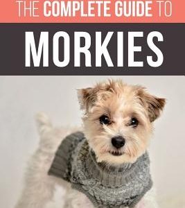 The Complete Guide to Morkies: Everything a new dog owner needs to know about the Maltese x Yorkie dog breed