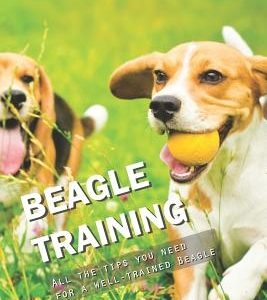Beagle Training: All the Tips You Need for a Well-Trained Beagle