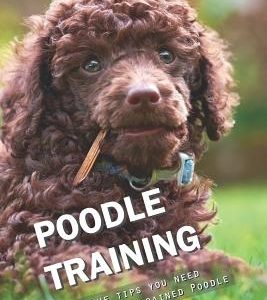 Poodle Training: All the Tips You Need for a Well-Trained Poodle