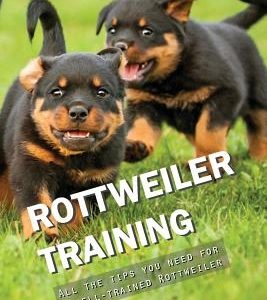 Rottweiler Training: All the Tips You Need for a Well-Trained Rottweiler