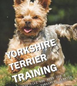 Yorkshire Terrier Training: All the Tips You Need for a Well-Trained Yorkshire Terrier