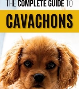 The Complete Guide to Cavachons: Choosing, Training, Teaching, Feeding, and Loving Your Cavachon Dog