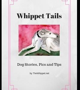 Whippet Tails: Dog Stories, Pics and Tips
