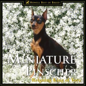 Miniature Pinscher: Reigning King of Toys