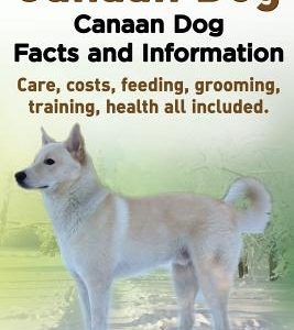 Canaan Dog. Canaan Dog Facts and Information. Canaan Dog Care, Costs, Feeding, Grooming, Training, Health All Included.