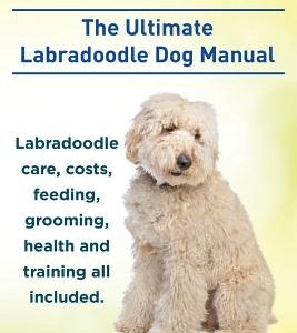 Labradoodles. the Ultimate Labradoodle Dog Manual. Labradoodle Care, Costs, Feeding, Grooming, Health and Training All Included.