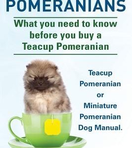 Teacup Pomeranians. Miniature Pomeranian or Teacup Pomeranian Dog Manual. What You Need to Know Before You Buy a Teacup Pomeranian.