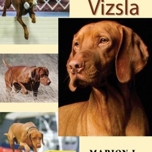 Versatile Vizsla