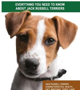 Jack Russell Terrier as Pets: Jack Russell Terrier Characteristics, Health, Diet, Breeding, Types, Care and a whole lot more! Everything You Need to