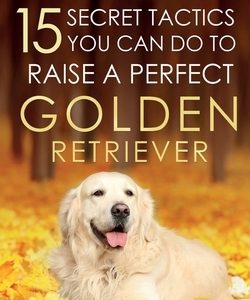 Golden Retriever: 15 Secret Tactics You Can Do To Raise a Perfect Golden Retriever