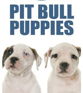 Pit Bull Puppies: Training My Pit Bull Puppy