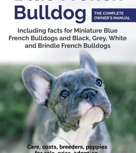 Blue French Bulldog: Care, costs, price, adoption, health, training and how to find breeders and puppies for sale.