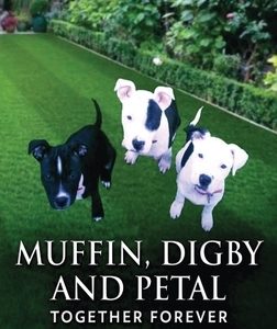 Muffin, Digby And Petal: Together Forever