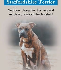 American Staffordshire Terrier