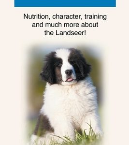 Landseer Dog