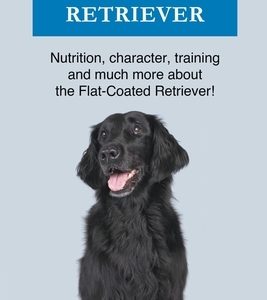 Flat Coated Retriever
