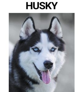 Siberian Husky