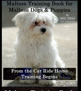 Maltese Dog, Maltese Training Book for Maltese Dogs & Puppies By D!G THIS DOG Training, From the Car Ride Home Training Begins, Maltese Training Book