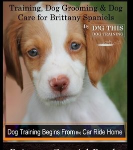 Brittany Spaniel Training, Dog Grooming & Dog Care for Brittany Spaniels By D!G THIS DOG Training, Dog Training Begins From the Car Ride Home, Brittan