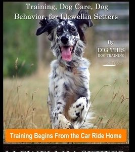 Llewellin Setter Training, Dog Care, Dog Behavior, for Llewellin Setters By D!G THIS DOG Training, Training Begins From the Car Ride Home, Llewellin S