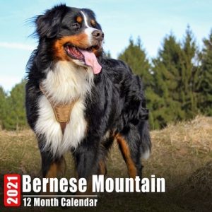 Calendar 2021 Bernese Mountain: Cute Bernese Mountain Photos Monthly Mini Calendar With Inspirational Quotes each Month