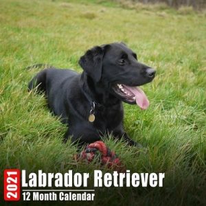 Calendar 2021 Labrador Retriever: Cute Labs Retriever Photos Monthly Mini Calendar With Inspirational Quotes each Month