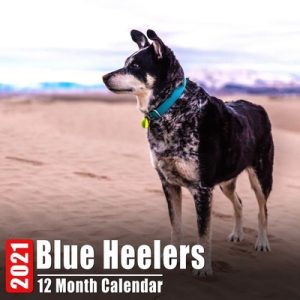 Calendar 2021 Blue Heelers: Cute Blue Heeler Photos Monthly Mini Calendar With Inspirational Quotes each Month