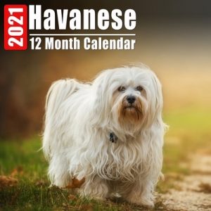 Calendar 2021 Havanese: Cute Havanese Photos Monthly Mini Calendar With Inspirational Quotes each Month