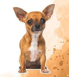 Chihuahua: Fun Fact on Dogs for Kids #13