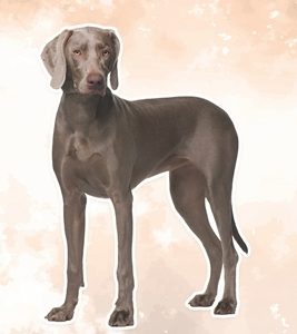 Weimaraner: Fun Facts on Dogs for Kids #22