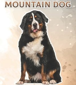 Bernese Mountain Dog: Fun Facts on Dogs for Kids #27