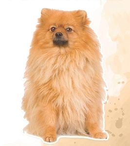 Pomeranian: Fun Facts on Dogs for Kids #28