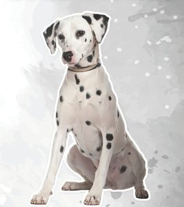 Dalmatian: Fun Facts on Dogs for Kids #33
