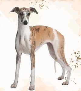 Whippet: Fun Facts on Dogs for Kids #38