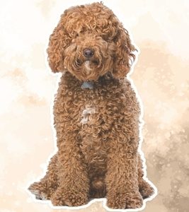 Labradoodle: Fun Facts on Dogs for Kids #40