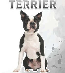 Boston Terrier: Fun Facts on Dogs for Kids #43